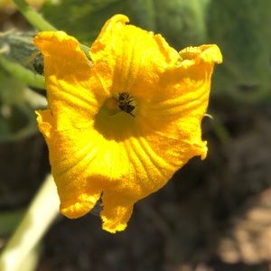 Meet your Posher, Evelyn